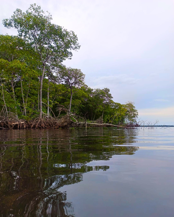 Latidos del Manglar: víctimas del conflicto se convierten en guardianes del ecosistema en Turbo